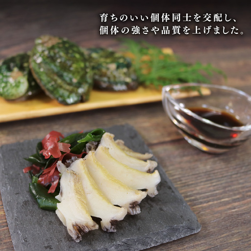 2026年10月30日発送 三陸翡翠あわび 30g×6個 冷凍 蒸し鮑 鮑 青空レストラン 蝦夷あわび あわび アワビ 鮑 Abalone